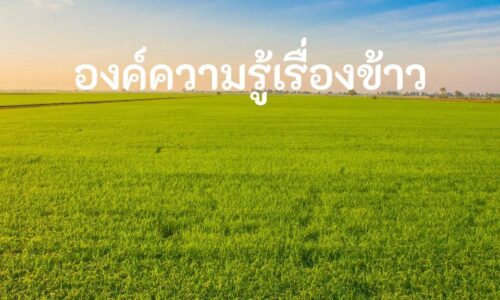 องค์ความรู้เรื่องข้าว