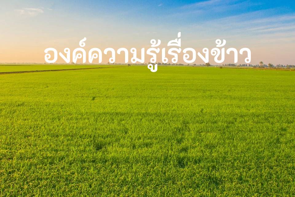 องค์ความรู้เรื่องข้าว