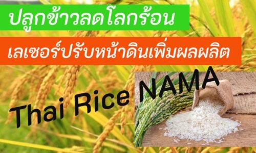 Thai rice NAMA ปลูกข้าวลดโลกร้อน เลเซอร์ปรับหน้าดินเพิ่มผลผลิต