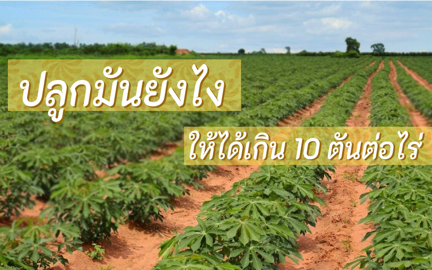 ปลูกมันยังไง ให้ได้เกิน 10 ตันต่อไร่