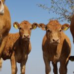 ลานทองฟาร์ม ร่วมโครงการพัฒนาศักยภาพ รองรับ FTA พัฒนาโคเนื้อสายพันธุ์เลือดผสม Beefmaster เลี้ยงง่าย โตเร็ว ทนทุกสภาพอากาศ แถมจำหน่ายได้ราคาดี