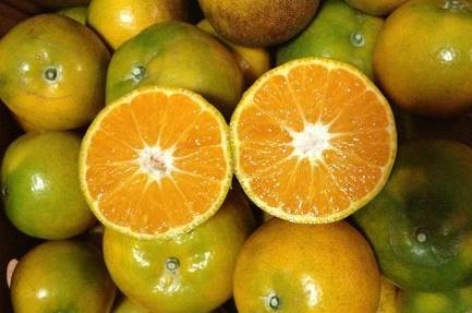 ‘ส้มสายน้ำผึ้ง’ จ.เชียงใหม่ สินค้าเกษตรอัตลักษณ์ คาดได้ขึ้นทะเบียน GI ธันวาคมนี้ สศท.1 ชวนอุดหนุน ขณะนี้ผลผลิตออกตลาดแล้ว