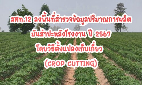 สศท.12 ลงพื้นที่สำรวจข้อมูลปริมาณการผลิต มันสำปะหลังโรงงาน