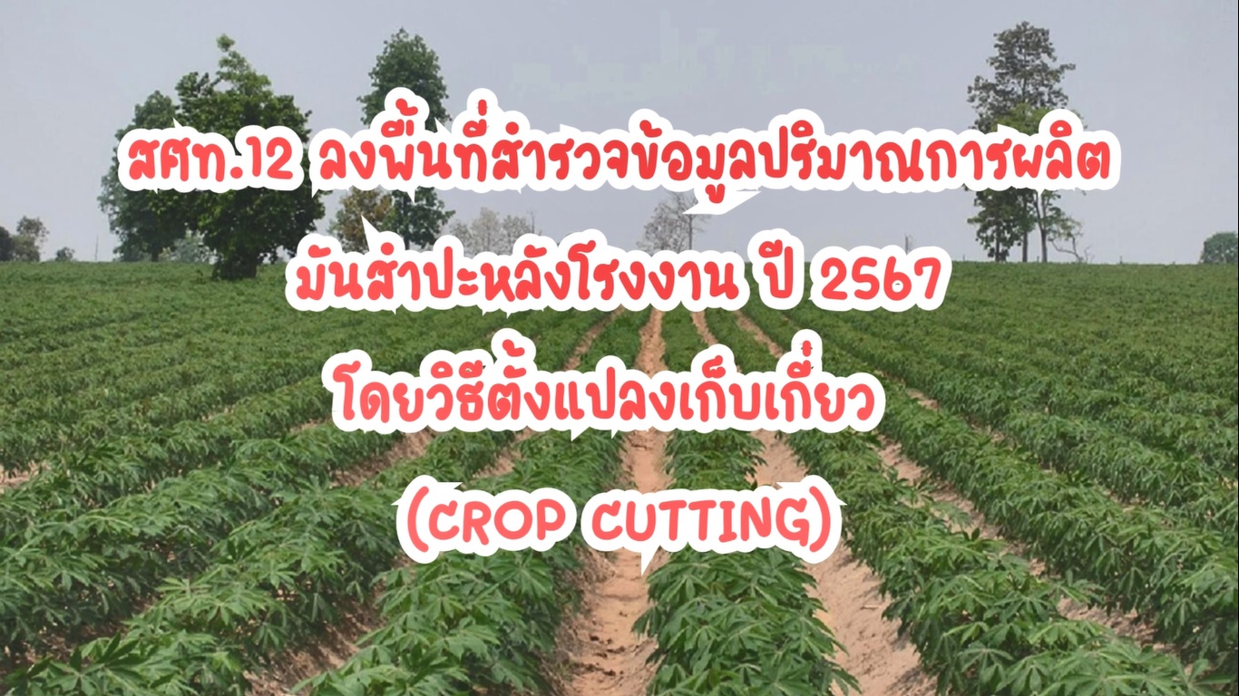 สศท.12 ลงพื้นที่สำรวจข้อมูลปริมาณการผลิต มันสำปะหลังโรงงาน