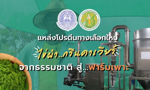 ผำ…แหล่งโปรตีนทางเลือกใหม่ จากธรรมชาติ สู่ฟาร์มเพาะ