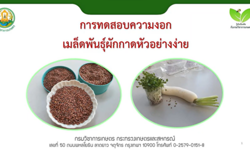 การทดสอบความงอกเมล็ดพันธุ์ผักกาดหัวอย่างง่าย