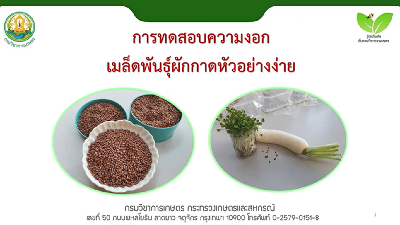 การทดสอบความงอกเมล็ดพันธุ์ผักกาดหัวอย่างง่าย