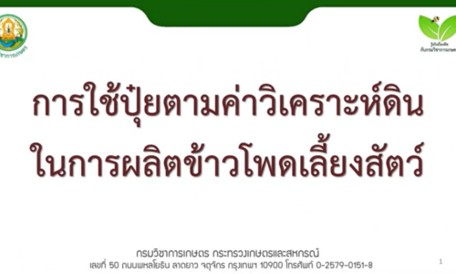 การใช้ปุ๋ยตามค่าวิเคราะห์ดินในการผลิตข้าวโพดเลี้ยงสัตว์