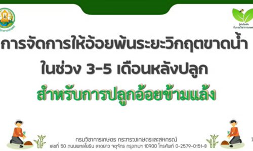 การจัดการให้อ้อยพ้นช่วงระยะวิกฤตกขาดน้ำในช่วง 3 – 5 เดือน หลังปลูก