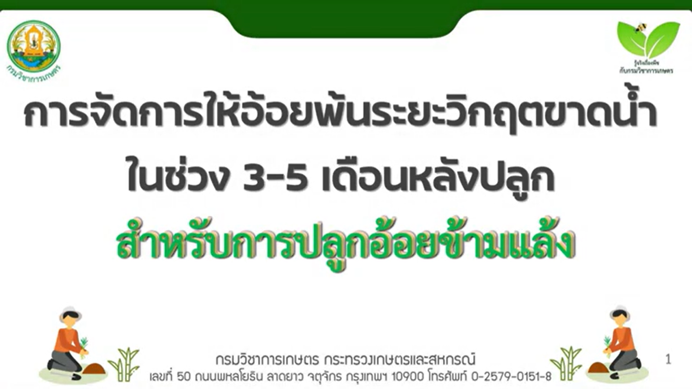 การจัดการให้อ้อยพ้นช่วงระยะวิกฤตกขาดน้ำในช่วง 3 – 5 เดือน หลังปลูก