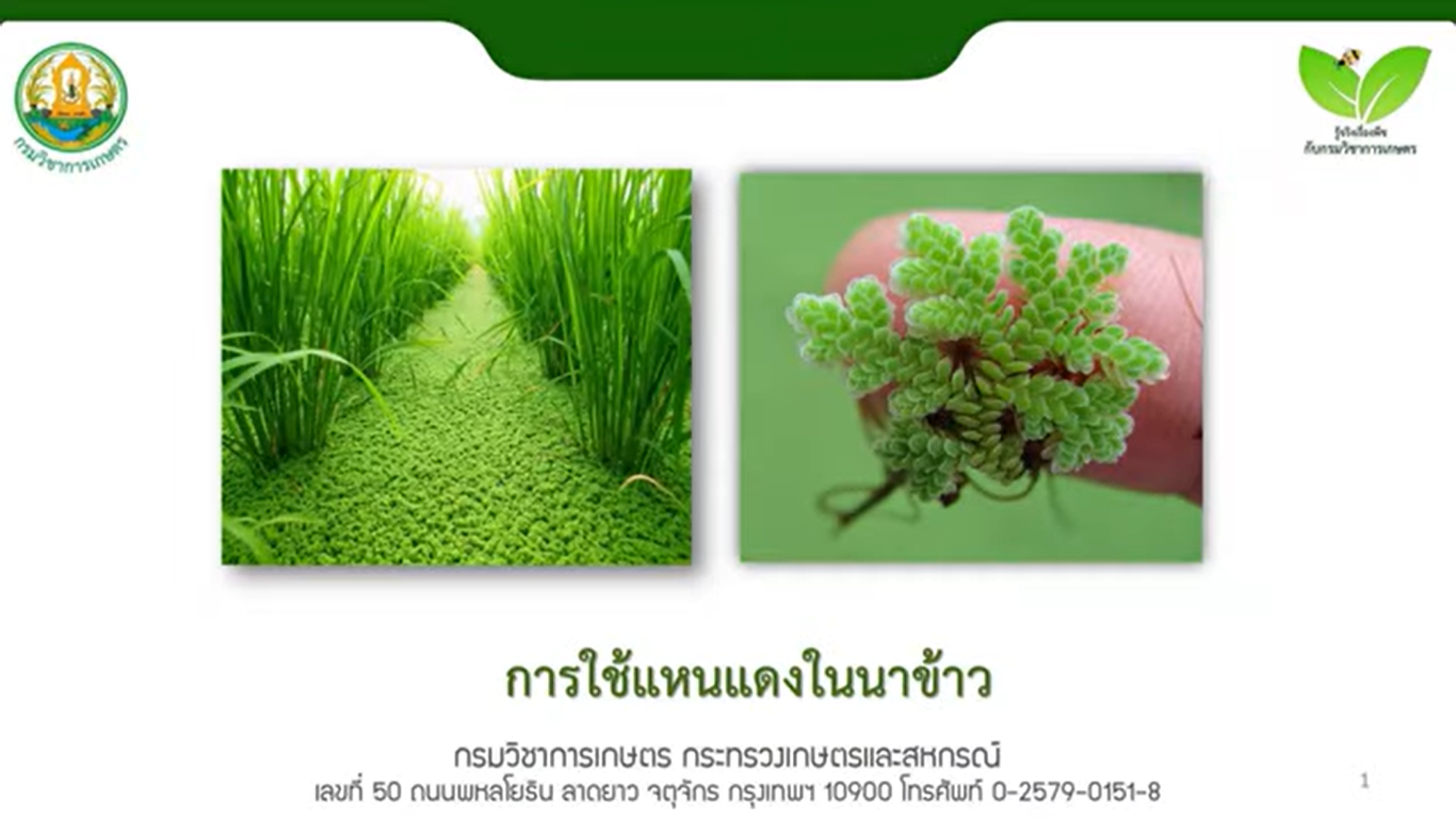 การใช้แหนแดงในนาข้าว