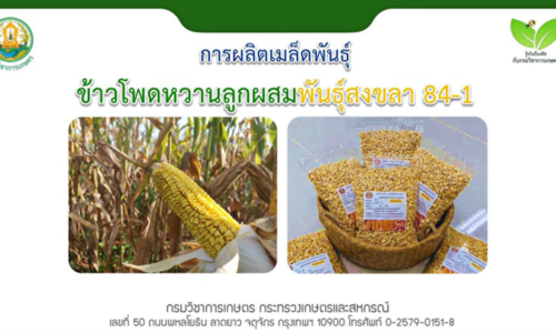 การผลิตเมล็ดพันธุ์ข้าวโพดหวานลูกผสมพันธุ์สงขลา 84 1