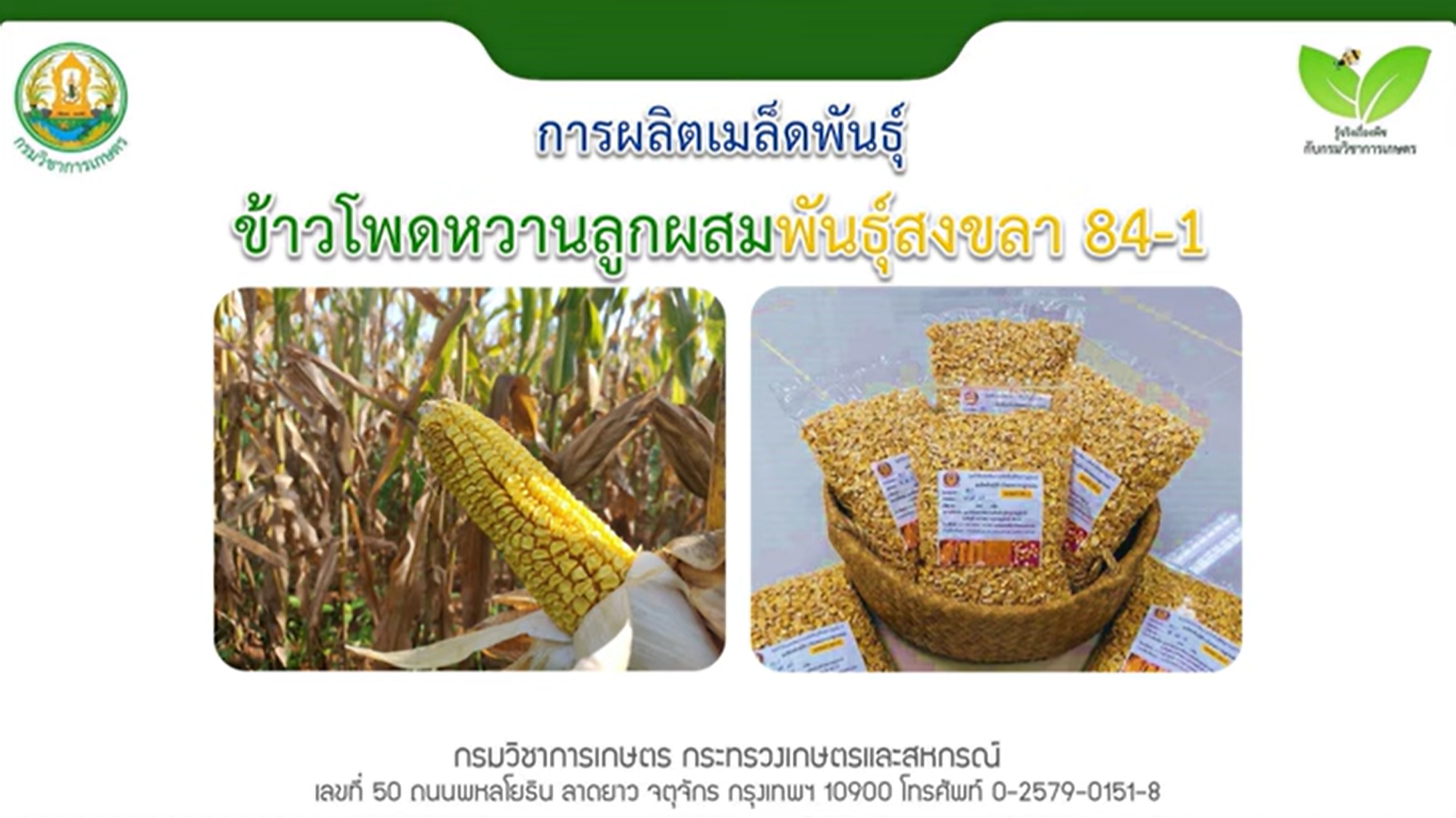 การผลิตเมล็ดพันธุ์ข้าวโพดหวานลูกผสมพันธุ์สงขลา 84 1