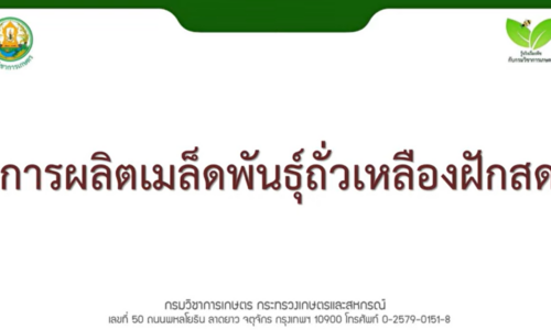 การผลิตเมล็ดพันธุ์ถั่วเหลืองฝักสด