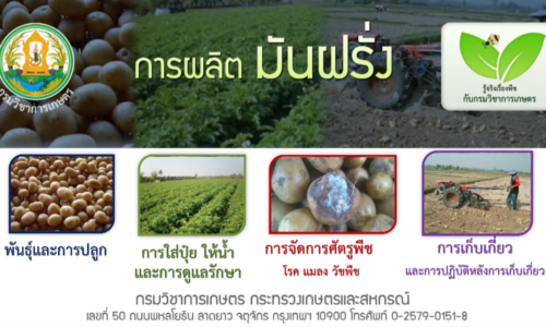 การผลิตมันฝรั่ง 3 การจัดการศัตรูพืช