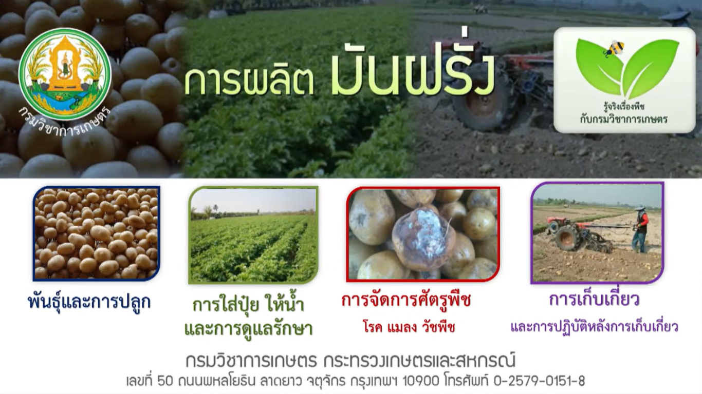 การผลิตมันฝรั่ง 3 การจัดการศัตรูพืช