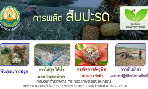 การผลิตสับปะรด 4 การเก็บเกี่ยว