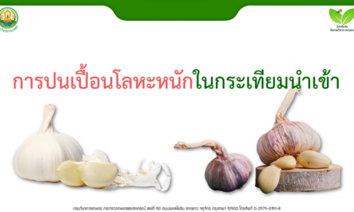 การปนเปื้อนโลหะหนักในกระเทียมนำเข้า