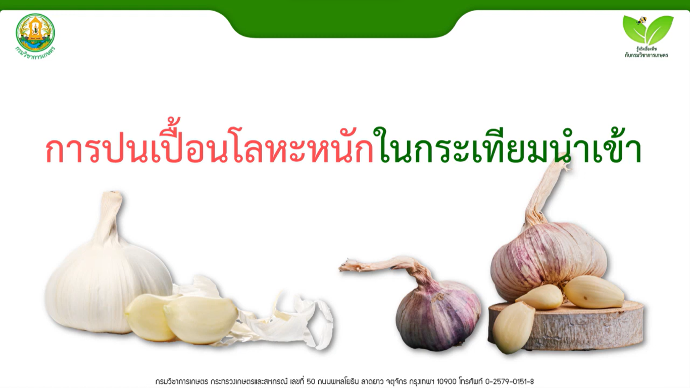 การปนเปื้อนโลหะหนักในกระเทียมนำเข้า