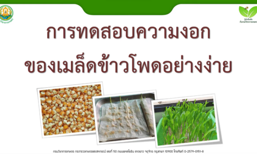 การทดสอบความงอกของเมล็ดพันธุ์ข้าวโพดอย่างง่าย