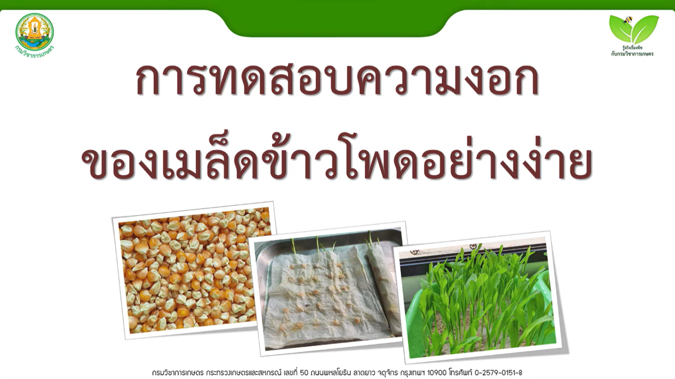 การทดสอบความงอกของเมล็ดพันธุ์ข้าวโพดอย่างง่าย