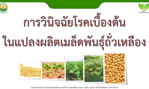 การวินิจฉัยโรคเบื้องต้นในแปลงผลิตถั่วเหลือง