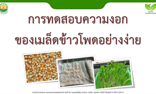 การทดสอบความงอกของเมล็ดพันธุ์ข้าวโพดอย่างง่าย