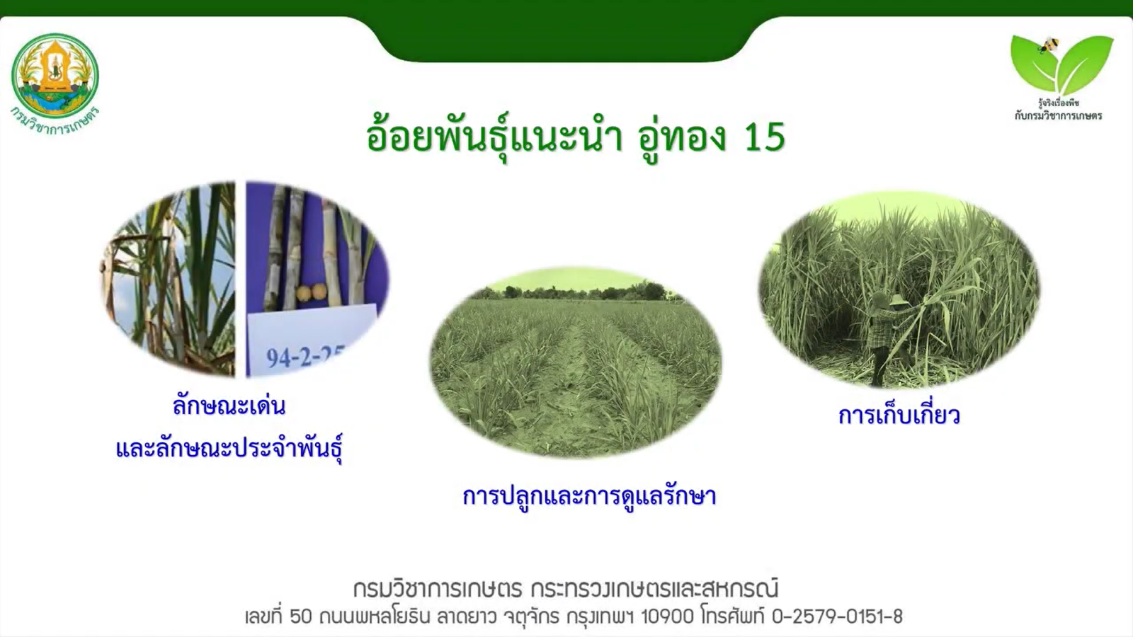 ข้อมูลอ้อยพันธุ์อู่ทอง15