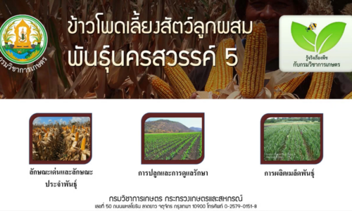 ข้าวโพดเลี้ยงสัตว์นครสวรรค์ 5