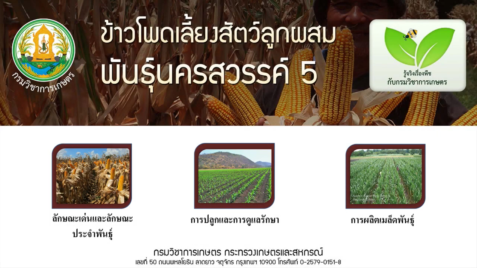 ข้าวโพดเลี้ยงสัตว์นครสวรรค์ 5