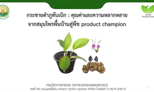 กระชายดำภูทับเบิก คุณค่าและความหลากหลายจากสมุนไพรพื้นบ้านสู่พืช product champion