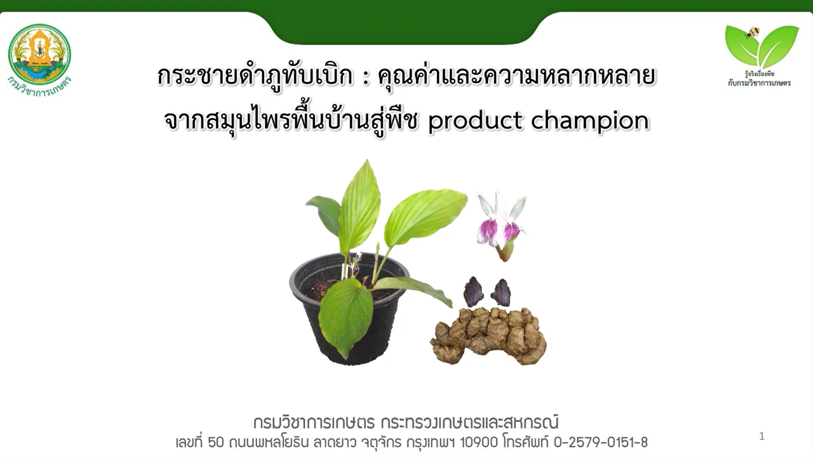 กระชายดำภูทับเบิก คุณค่าและความหลากหลายจากสมุนไพรพื้นบ้านสู่พืช product champion