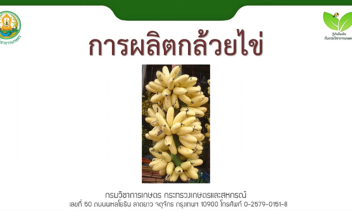 การผลิตกล้วยไข่