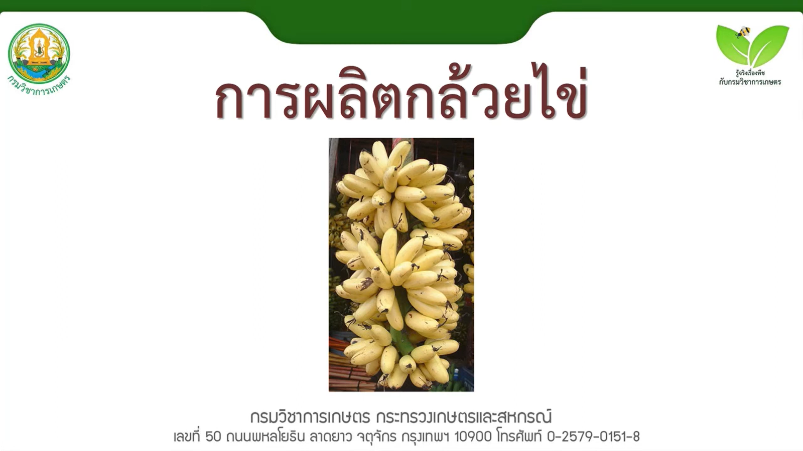 การผลิตกล้วยไข่