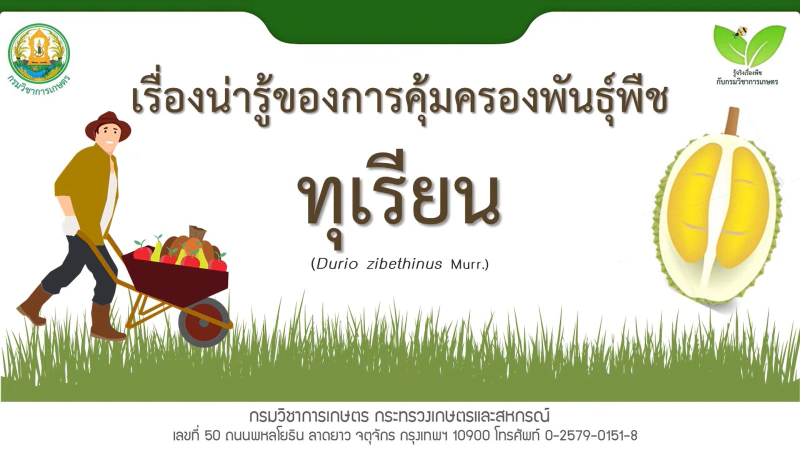 เรื่องน่ารู้ของการคุ้มครองพันธุ์พืชทุเรียน