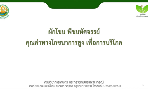 ผักโขม พืชมหัศจรรย์คุณค่าทางโภชนาการสูงเพื่อการบริโภค