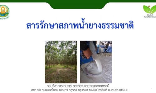 สารรักษาสภาพน้ำยางธรรมชาติ