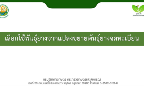 เลือกใช้พันธุ์ยางจากแปลงขยายพันธุ์ยางจดทะเบียน