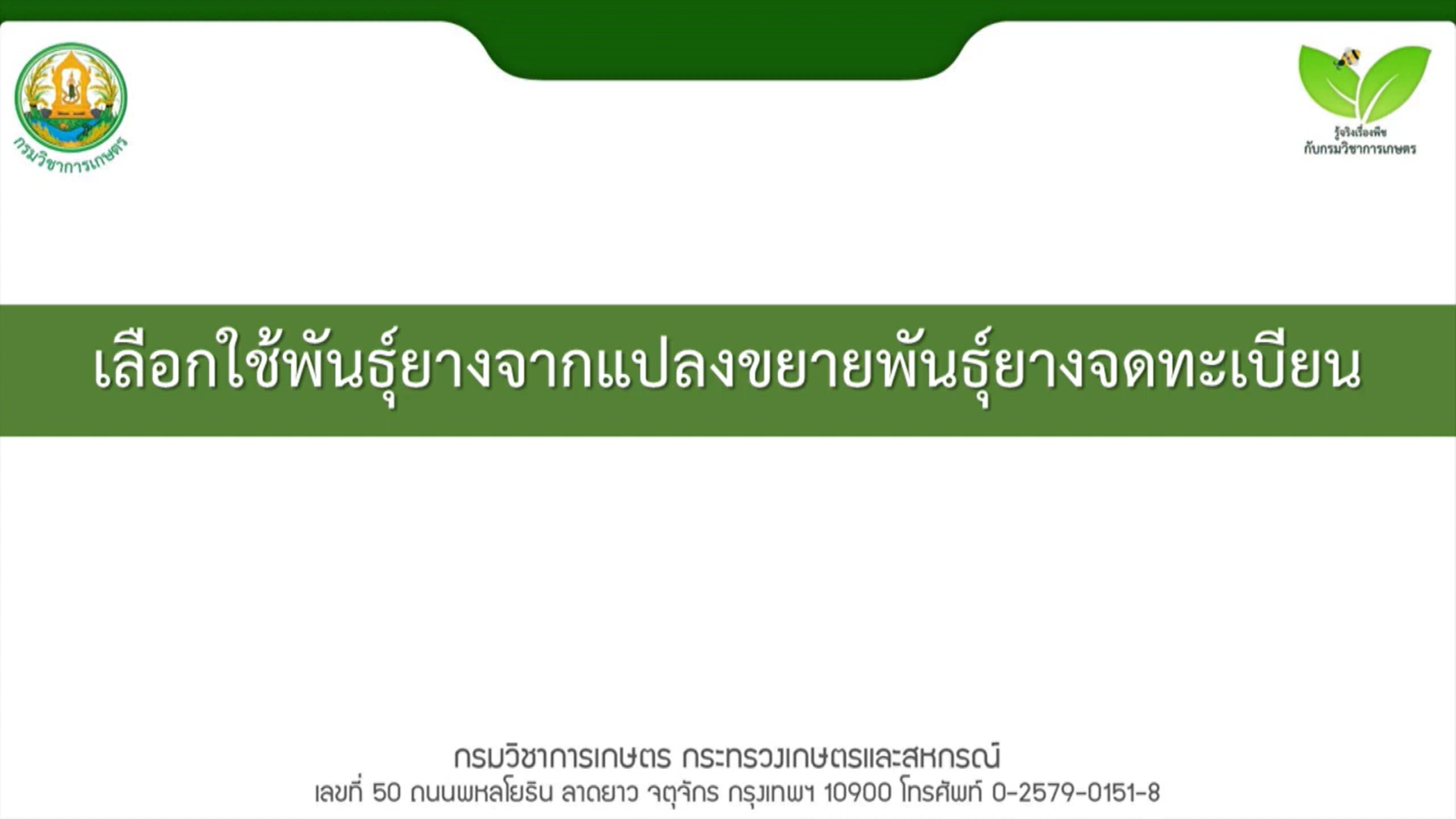 เลือกใช้พันธุ์ยางจากแปลงขยายพันธุ์ยางจดทะเบียน