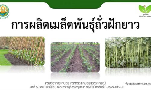 การผลิตเมล็ดพันธุ์ถั่วฝักยาว