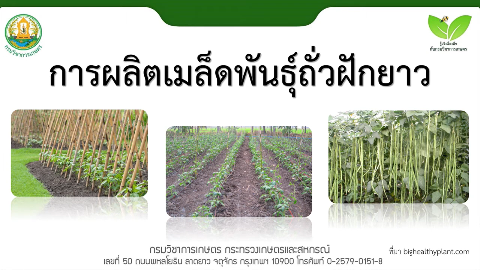 การผลิตเมล็ดพันธุ์ถั่วฝักยาว