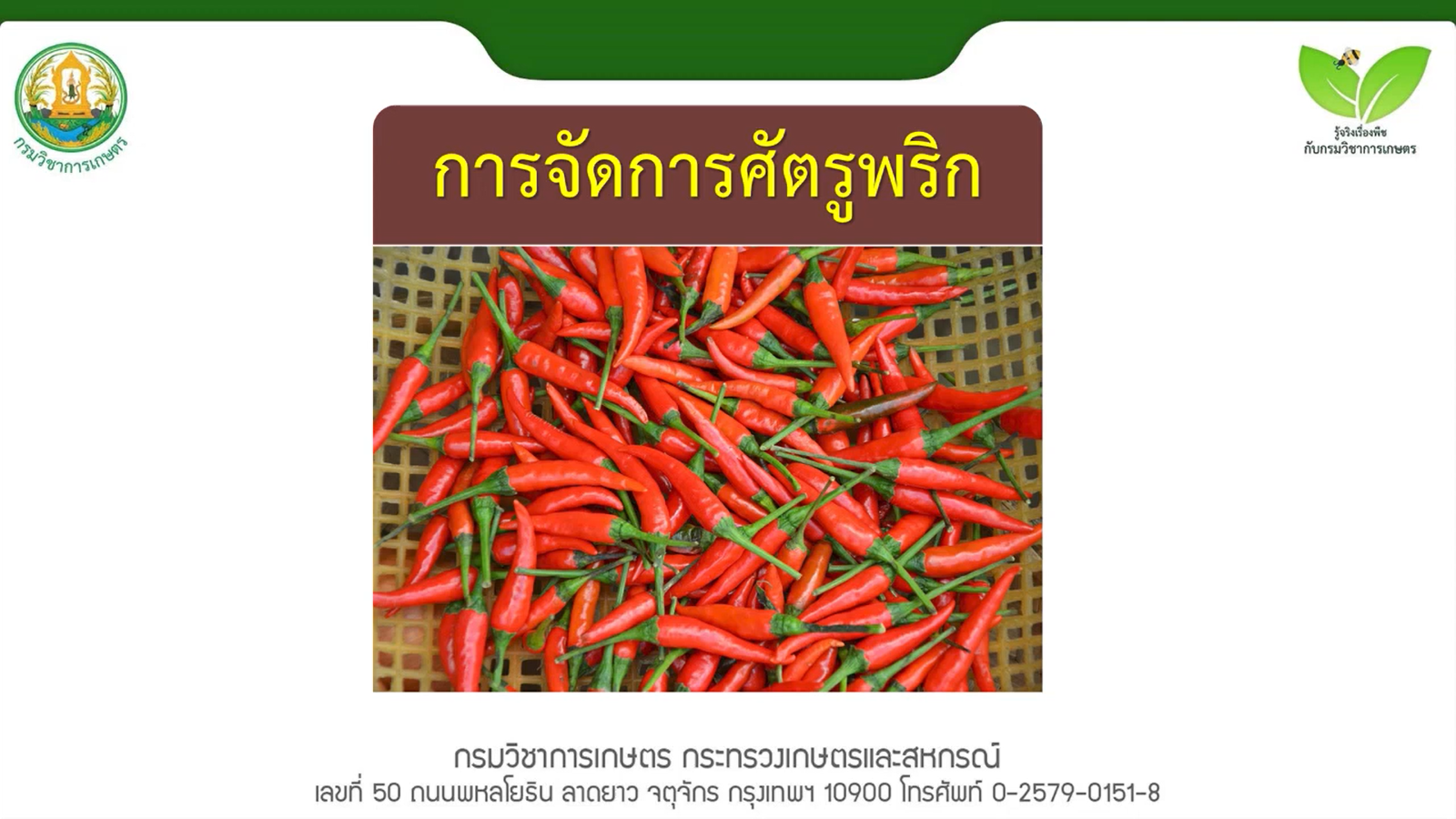 การจัดการศัตรูพริก