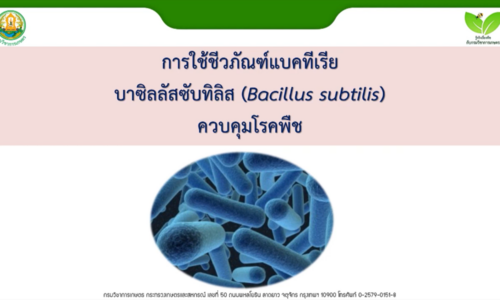 การใช้เชื้อ Bacillus subtilis ควบคุมโรคพืช