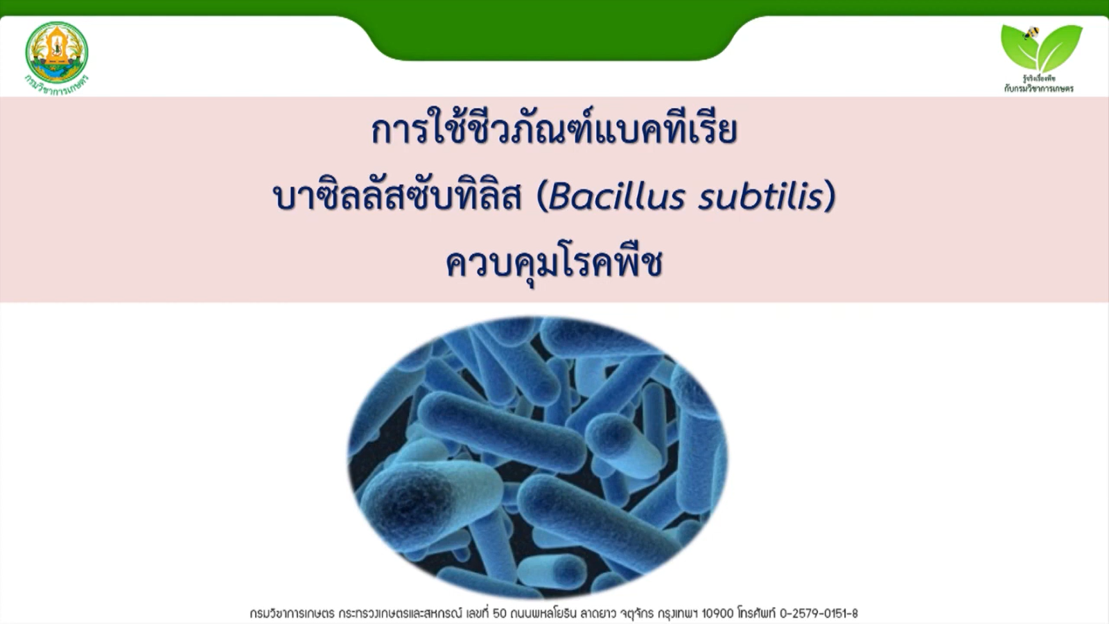 การใช้เชื้อ Bacillus subtilis ควบคุมโรคพืช