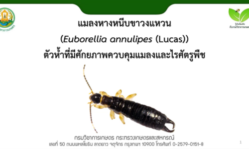 แมลงหางหนีบขาวงแหวนEuborellia annulipes Lucasตัวห้ำที่มีศักยภาพควบคุมแมลงและไรศัตรูพืช