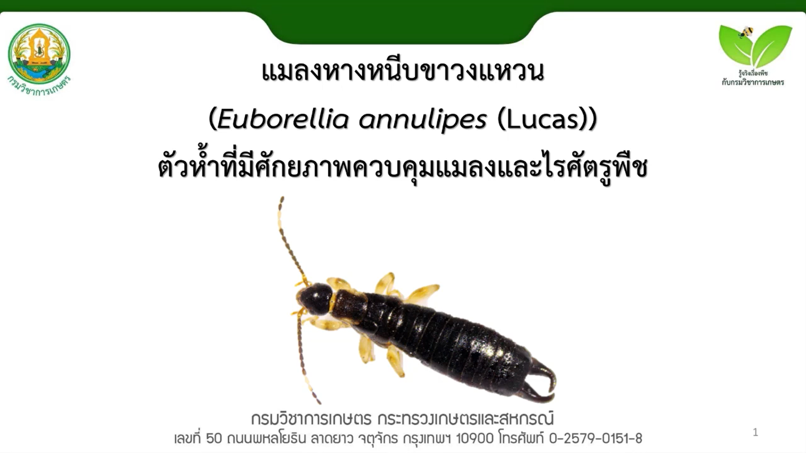 แมลงหางหนีบขาวงแหวนEuborellia annulipes Lucasตัวห้ำที่มีศักยภาพควบคุมแมลงและไรศัตรูพืช