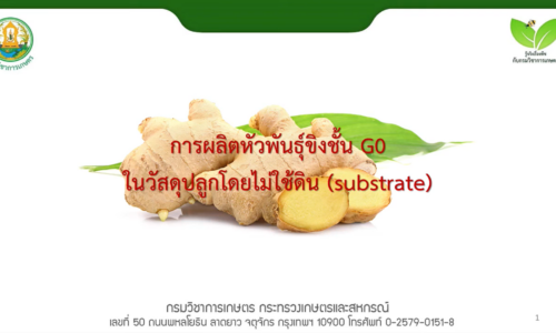 การผลิตหัวพันธุ์หลักขิงชั้น G0 ในวัสดุปลูกโดยไม่ใช้ดิน substrate