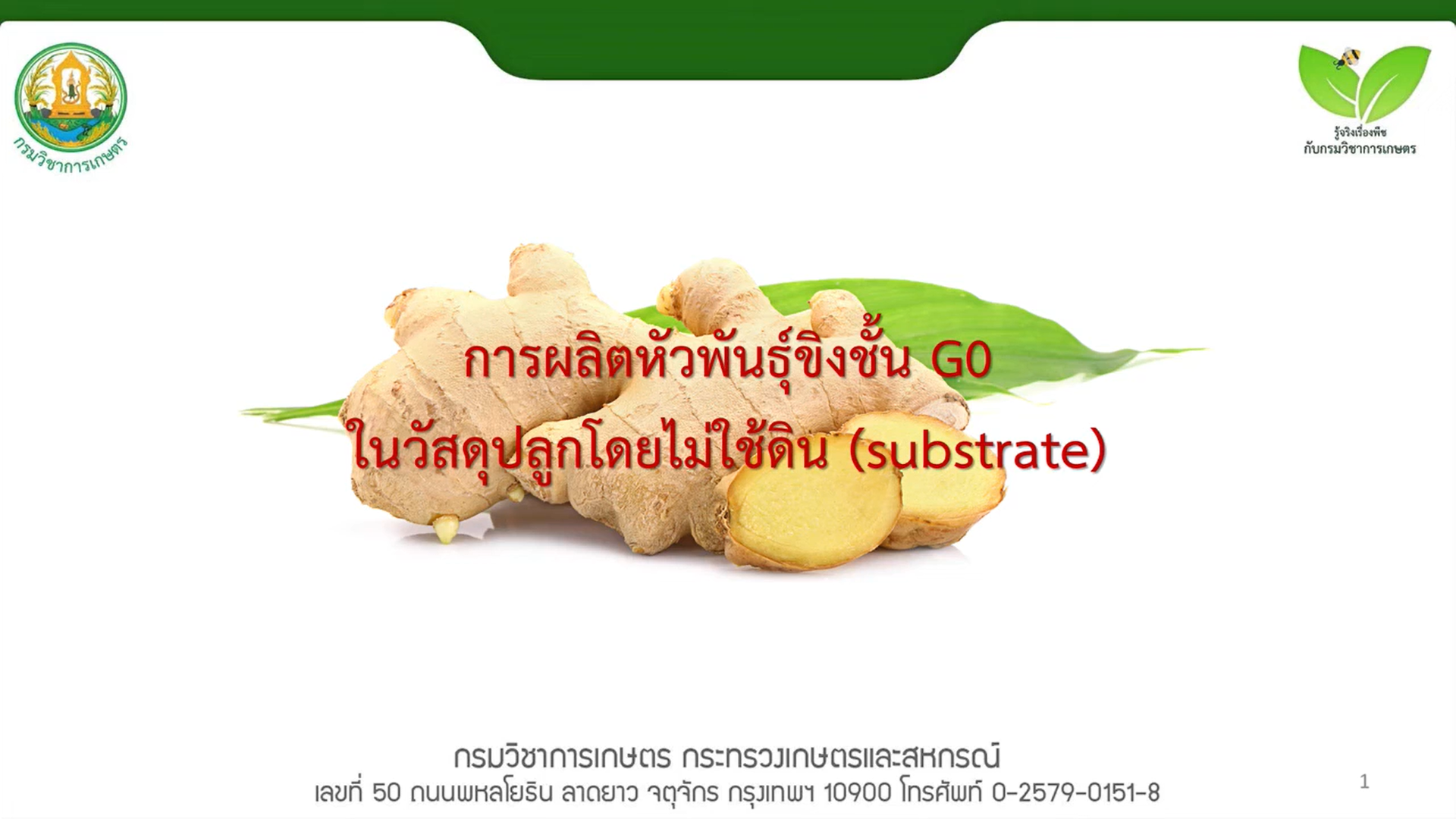 การผลิตหัวพันธุ์หลักขิงชั้น G0 ในวัสดุปลูกโดยไม่ใช้ดิน substrate