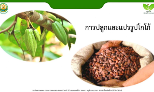 การปลูกและแปรรูปโกโก้