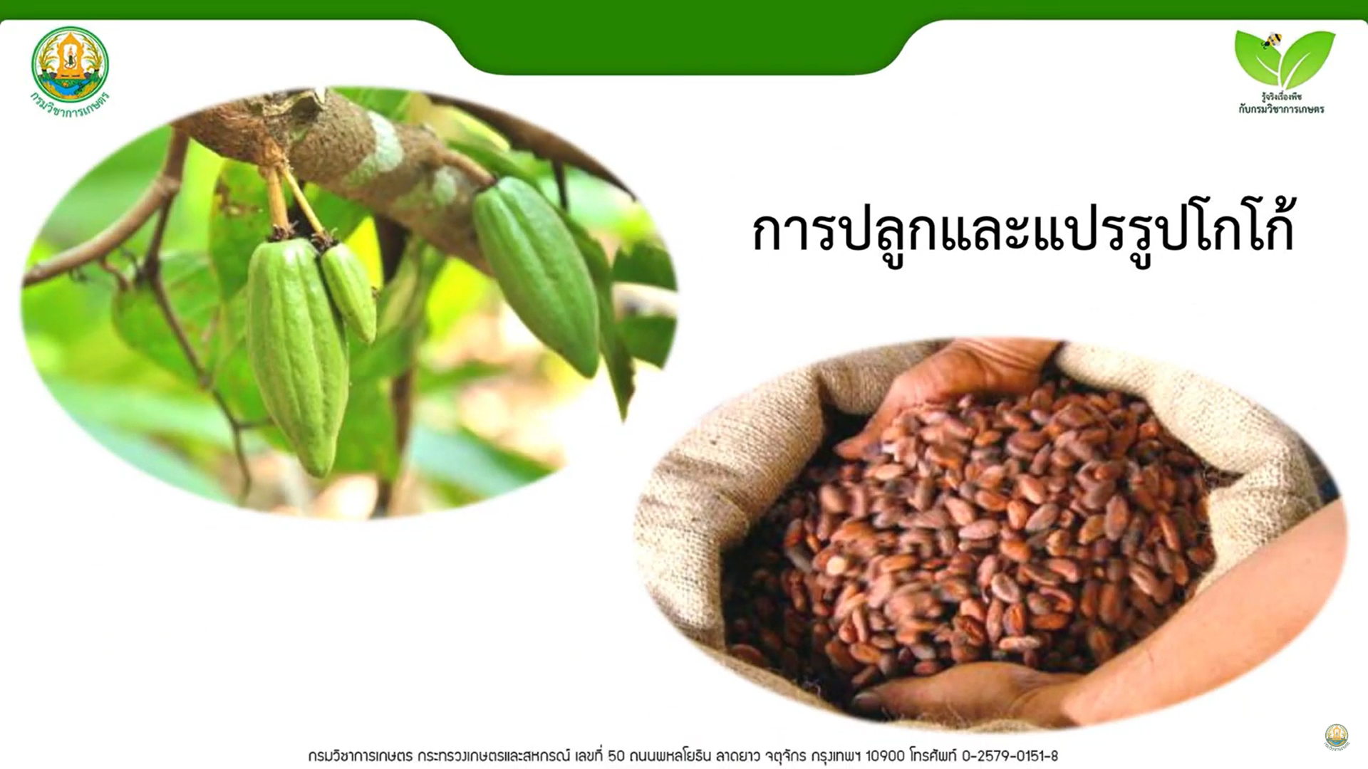 การปลูกและแปรรูปโกโก้